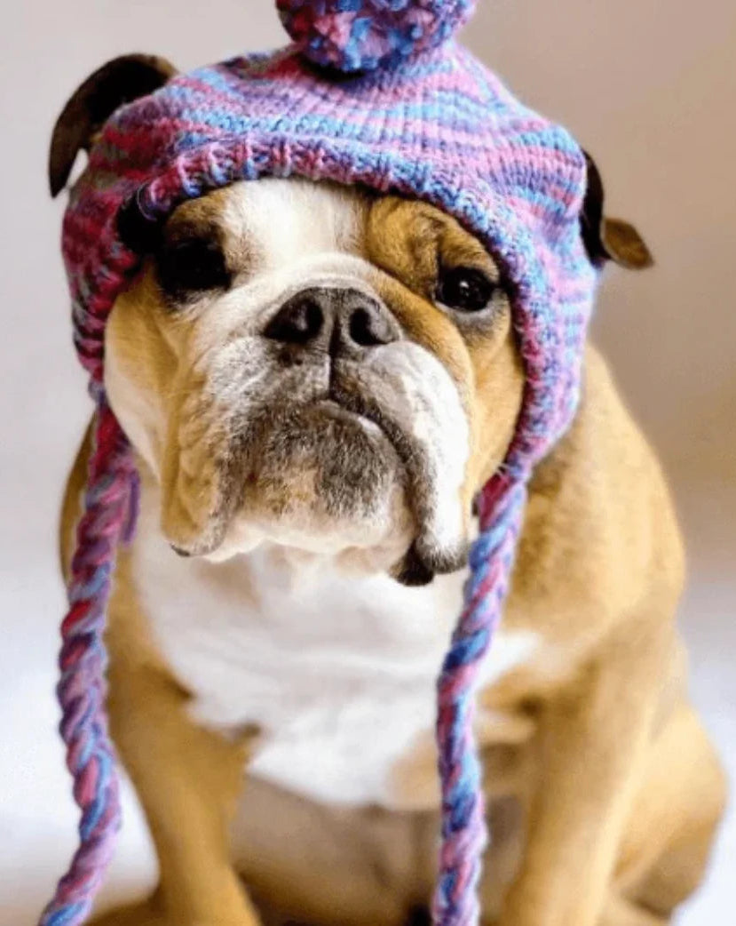 Dog Hat & Accessories