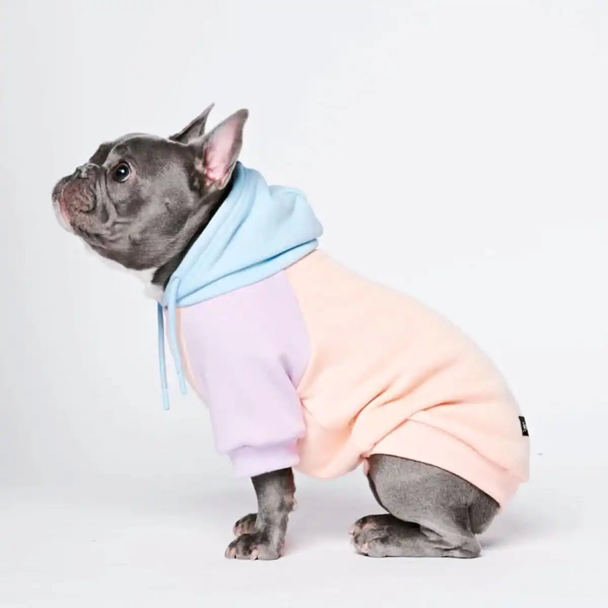 Cotton Candy Dog Hoodie